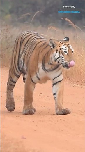 Maya Forever - Maya the Legend #tiger #animals #wildlife