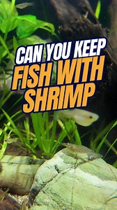 88K views · 859 reactions | Can you keep fish with shrimp? It’s an...