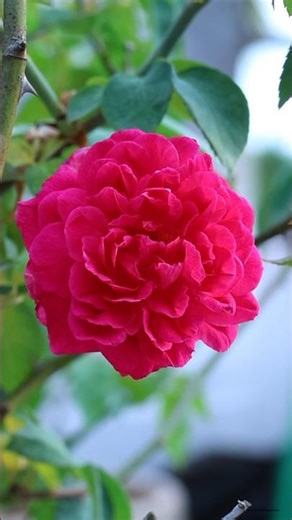 Pink Roses #roses #shorts