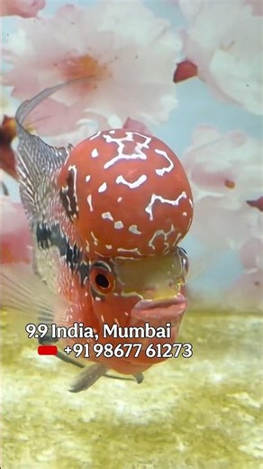 SRD Flowerhorn Collection at 9.9 India Fish Aquarium Kurla Mumbai