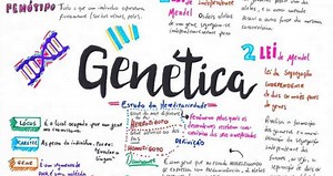 Site disponibiliza mapas mentais grátis para facilitar os estudos