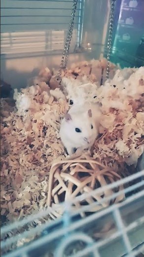 le hamster miki #animaux #cute