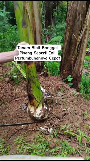 Tanam Bibit Bonggol Pisang Seperti Ini! Pertumbuhannya Cepat