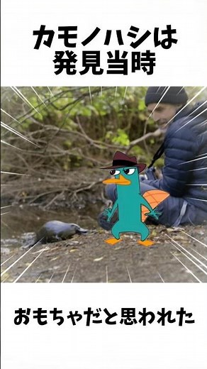 【No.35】謎だらけの不思議な生き物カモノハシ‼️😳 #いきもの #ざつがく #カモノハシ