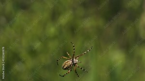 View of a moving tarantula. Creative. A large spider crawling along its web and moving large leaves and small stones in the grass.