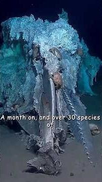 🔥￼😱WASTELAND OF DEATH #wildlife #wildlifefacts #earthscience #wildlifevideo #fypage #fypviral