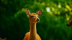 Real Moments in the Wild – Unscripted Nature in 4K