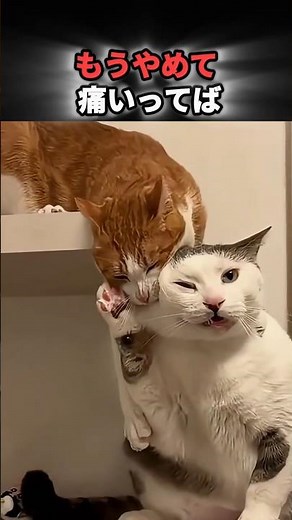 近所の猫たちの実戦ケンカ技まとめ #猫 #野良猫 #猫の喧嘩 #おもしろ猫 #ねこ