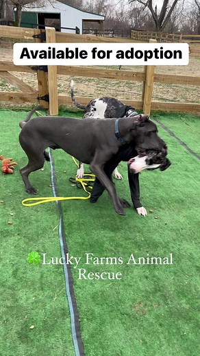 5.2K views · 158 reactions | Adoptables Ken, Gabriel & Mowgli | Lucky Farms Animal Rescue | Facebook