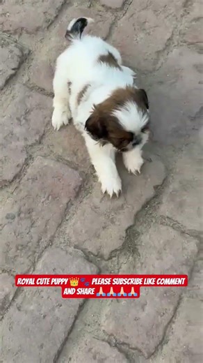 Shih Tzu Puppies – Cute Little Royal Companions 🐶✨ #shorts #ashishsaxena