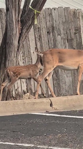 Bambi and Mama Deer!