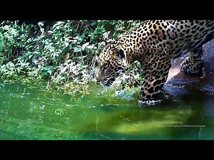 Compilation of encounters with some animals in the Surinam Rainforest