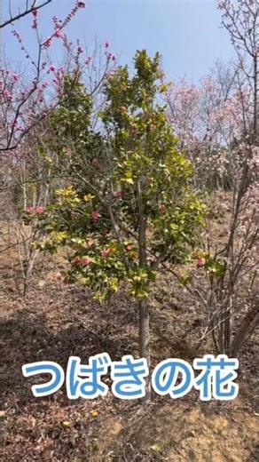 郡山市田村町手代木の青花園② 青花園のは河津桜、トウカイサクラ、花桃、梅の花、モクレンなどの花が咲き見頃を迎えています。