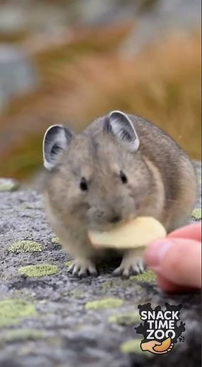 Baby Pika Taking Tiny Bites (Cutest Thing You’ll See Today!)