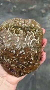 Roche fossile #rockhounding #minerals #canada