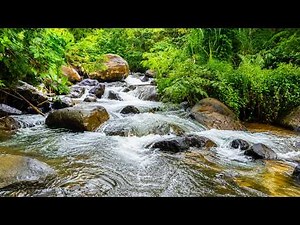 Forest Creek Sounds Over Rocks 🌿 Relaxing Water Ambience for Deep Sleep