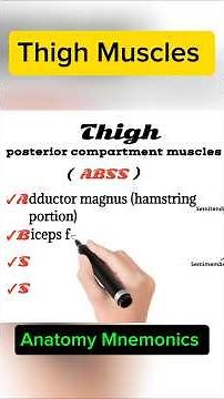 Thigh Muscles | Anatomy Mnemonics