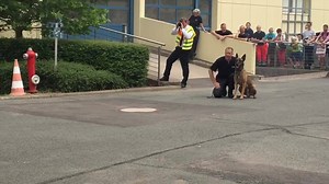 9.2K views · 67 reactions | Wenn Fernsehmoderator Axel Bulthaupt gebissen wird .... richtig Action hier! Kommt gerne vorbei, bis 17 Uhr | Antenne Thüringen | Facebook