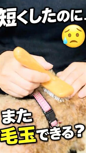 トイプードル、毎日ブラッシングしても毛玉できる理由 #トイプードル #dog