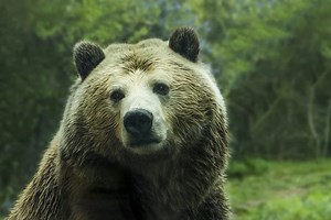 Bear Symbolism and Meaning and the Bear Spirit Animal