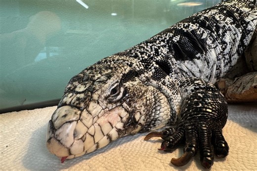 Freezing reptile dubbed 'Lizard in a blizzard' is rescued after being buried in Rhode Island snow