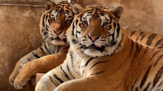 网友：彪二警惕心太强，它可以跟你玩，你不能随便碰它！！