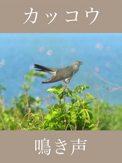 カッコウの鳴き声と夏の生態