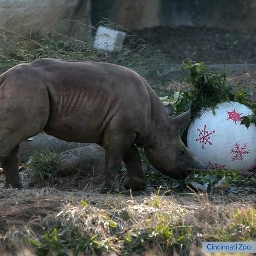 561K views · 37K reactions | RHINO’S FIRST CHRISTMAS!  Santa delivered Christmas gifts to all the good little animals at the Cincinnati Zoo – including its newborn rhino and Fiona the hippo. https://bit.ly/2WGnXQC | WLWT | Facebook