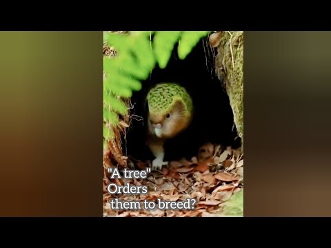 Earths’s Rarest mysteries: 😯 Inside the Kākāpō’s Tunnel: 😯"Pa says cutie pie exclaims"!