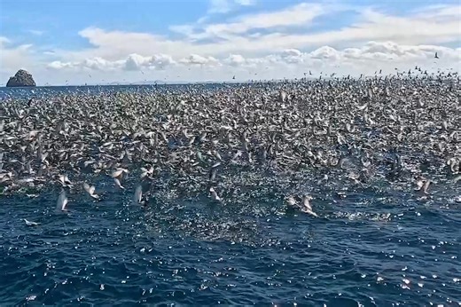 WALL OF FAIRY PRION! ... OUR MOST EVER IN ONE DAY! Today we were met with a moving wall of around 90,000 Fairy Prions at a massive feeding workup out at The Petrel Station Seabird Tours & Research - Tutukaka, New Zealand. It was pure sensory overload ... the sight of tens of thousands of Fairy Prion tightly packed together, the sound of rapidly beating wings and constant chatter, the musty seabird smell drifting over us, even the rush of wind they created as they streamed by ... absolutely mind-