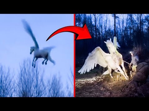 Mythical Creatures Caught On Camera! No One Believed They Existed Until They Were Filmed !