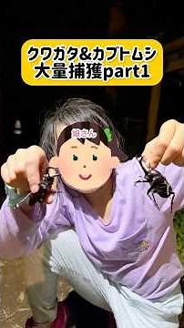 クワガタ＆カブトムシ採集の天才少女！？チート級の技でクワカブ取れすぎ！#昆虫 #昆虫採集 #クワガタ #カブトムシ #生き物 #親子 #公園 #夏 #夏休み