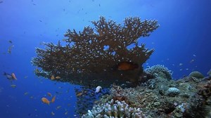 4K海底世界(风景动态壁纸) - 元气壁纸