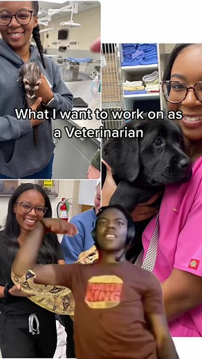 Dreaming of Being a Vet: Lessons for Future Veterinarians