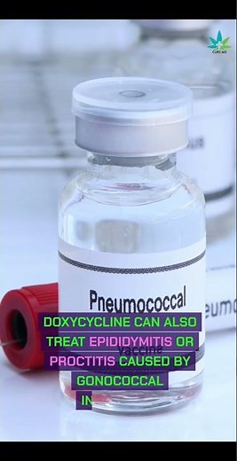 What is the 7 day Antibiotic for Gonorrhea?