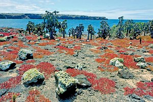 Cactus emblemático de Galápagos vuelve a proliferar en una de sus islas 70 años después