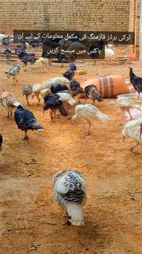 Complete Guide to Turkey Farming