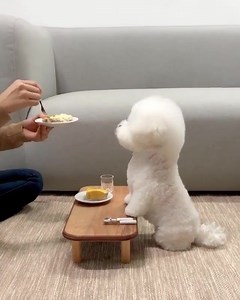 515K views · 10K reactions | N'hésitez pas à me donner un  à droite en bas | Par ici la distraction | Facebook