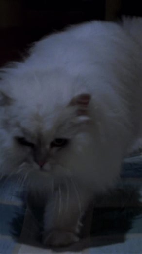 Filmoteca on Instagram: "Stuart Little | Стюарт Литтл, 1999 dir. Rob Minkoff - - - #cinema #film #movie #кино #фильм #сериал"