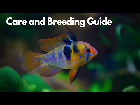 German Blue Ram - Care and Breeding Guide