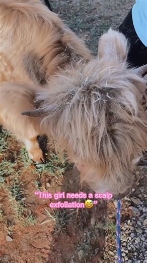 The Cow Spa Day You've Been Waiting For | Joe family