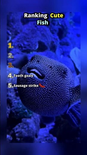 Ranking the Cutest Fish Ever