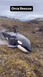 Dive into the enchanting world of whales and marine life. #DiscoverWhalesAndWonders #DiscoverWhalesAndWonders #WhaleWatching #OceanWonders #MarineLife #WhaleAdventures #UnderwaterWonders #WhaleDiscovery #SeaLifeExploration #WhaleMagic #OceanExplorers #WhaleLovers #MarineExploration #OceanicWonders #WhaleTales #DiscoverTheDeep #SeaCreatures #WhaleEncounters #OceanDiscoveries #MarineBiodiversity #WhaleJourney #ExploreTheOceans #WhaleResearch #MarineWonders #WhaleSighting #OceanExpedition #WhaleCon