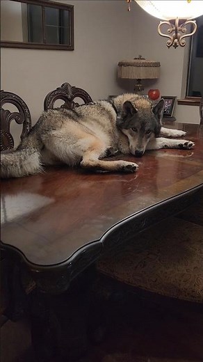 A Wolf Centerpiece for Thanksgiving! #petwolf #wolfpup #wolfdog