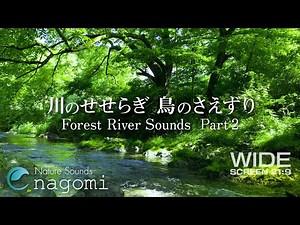 Nature Sounds - Forest Sounds | Nature Sounds for Sleeping - Relaxing River Sounds & Bird Song