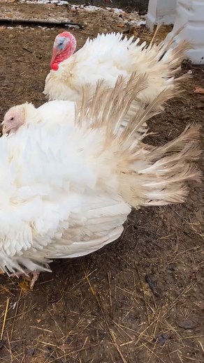 This turkey wants to fight me and I will absolutely lose that fight  #turkey #hiveandhenfarm | Hive & Hen Farm | Facebook