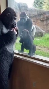The Gorilla Was Shocked by His Own Child 😭🦍 Realistic short videos of gorillas, zoos, and unexpected reactions. Pure documentary-style moments that surprise, confuse, and go viral. #gorilla #zoo #gorillareaction #animalshorts #viralshorts #wildlife #unexpected #shorts | Q Æ L-7