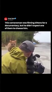 Wildlife cameraman bonds with stray kitten on Iriomote island 🐱📹