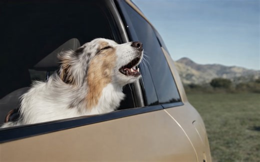 Kia Telluride Aids Senior Dog In Creative