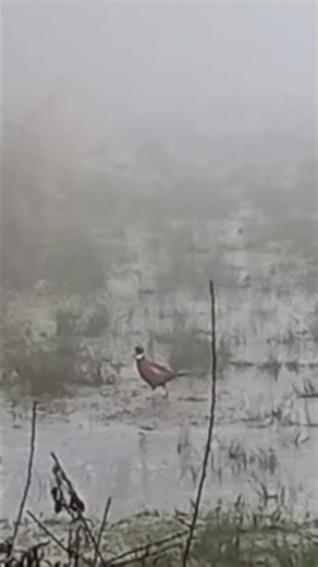 Foggy Pheasant sighting #birds #nature #wildlife